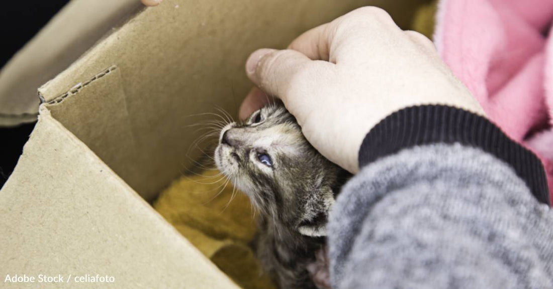 Dad Secretly Adopts Kitten for His Daughters After Mom Says No