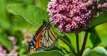 Western Monarch Butterfly Population Remains Dangerously Low