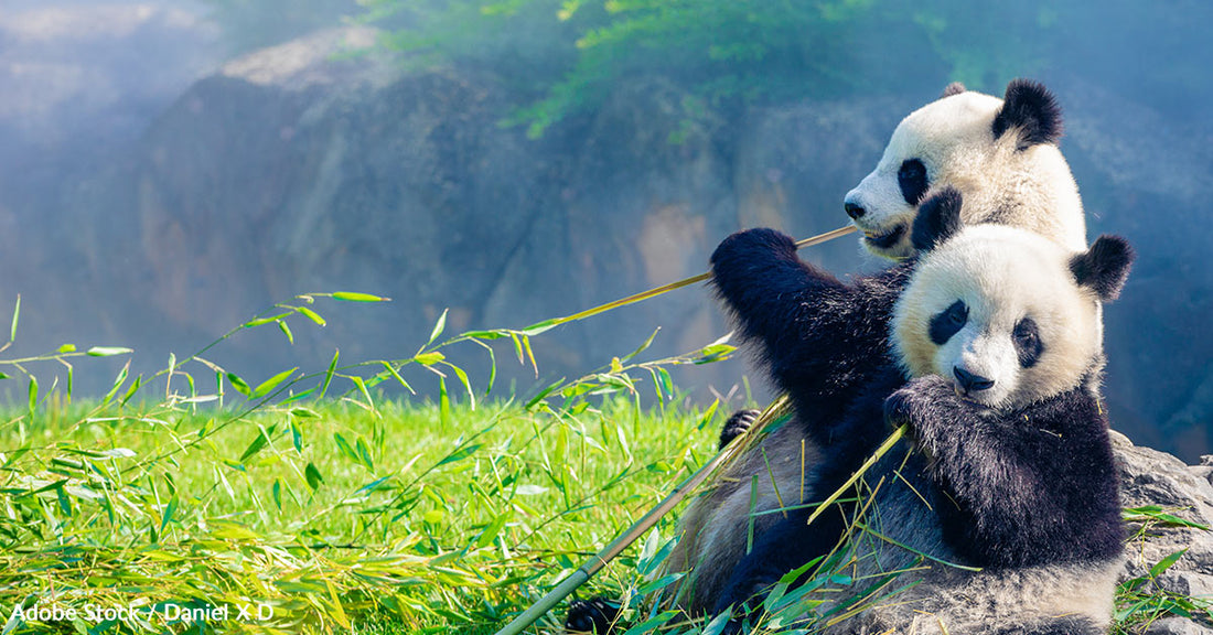 Here's Why The Giant Panda Is In Danger, And How You Can Help | The ...