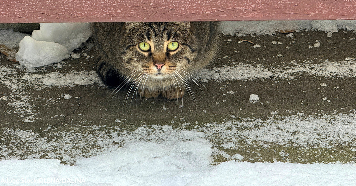 Defend Stray Cats in Chilly Climate Defend Stray Cats in Chilly Climate