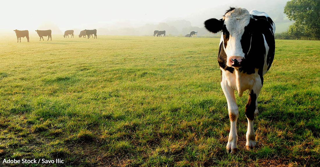 How Cattle Grazing Is Destroying Clean Water and Native Wildlife Habitats