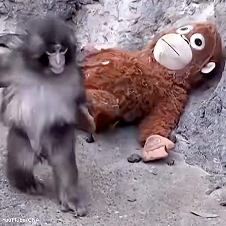 Rescue Punch From A Future Of Fear And Rejection | The Animal Rescue Site