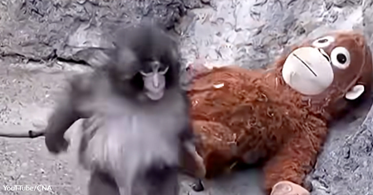 Viral Fame Exposes the Harsh Actuality of Life for Punch the Macaque Viral Fame Exposes the Harsh Actuality of Life for Punch the Macaque