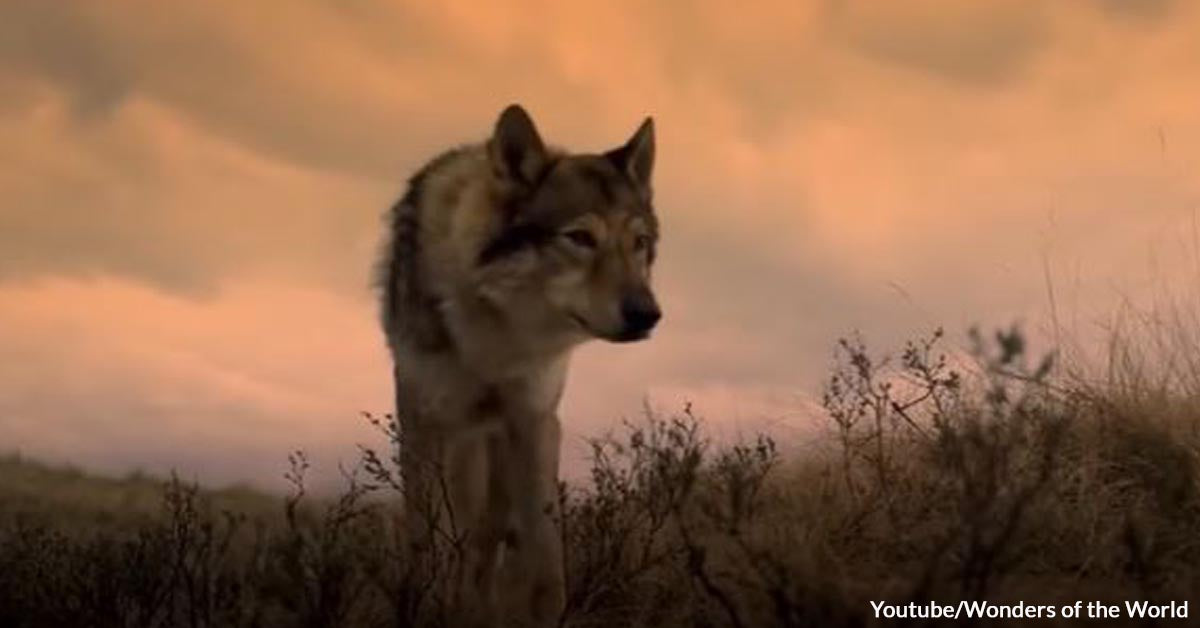 Elderly Woman Unknowingly Adopts a Wolf Pup Who Later On Saves Her From ...