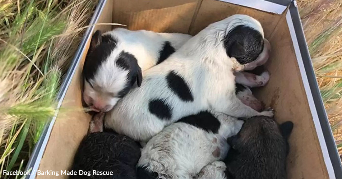 A box filled with sleeping puppies, featuring black and white markings.