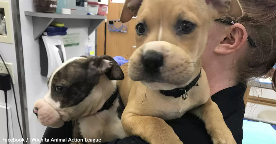 Two puppies, one tan and one brindle, are held by a person in a veterinary setting.