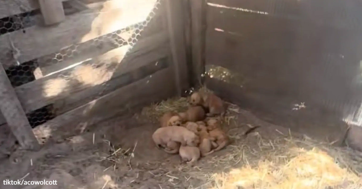 Devoted Mama Canine Leads Rescuer to Deserted Golden Retriever Household Devoted Mama Canine Leads Rescuer to Deserted Golden Retriever Household