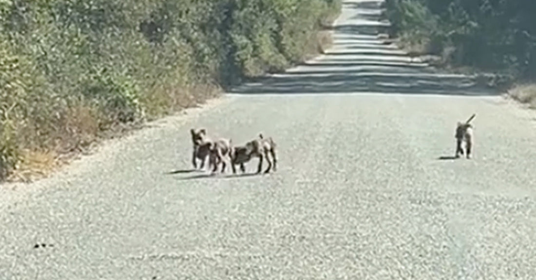 Woman's Heartwarming Reaction To Finding Abandoned Puppies On Texas Back Road Is Going Viral
