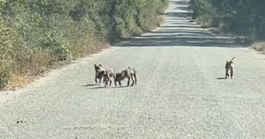 Woman's Heartwarming Reaction To Finding Abandoned Puppies On Texas Back Road Is Going Viral