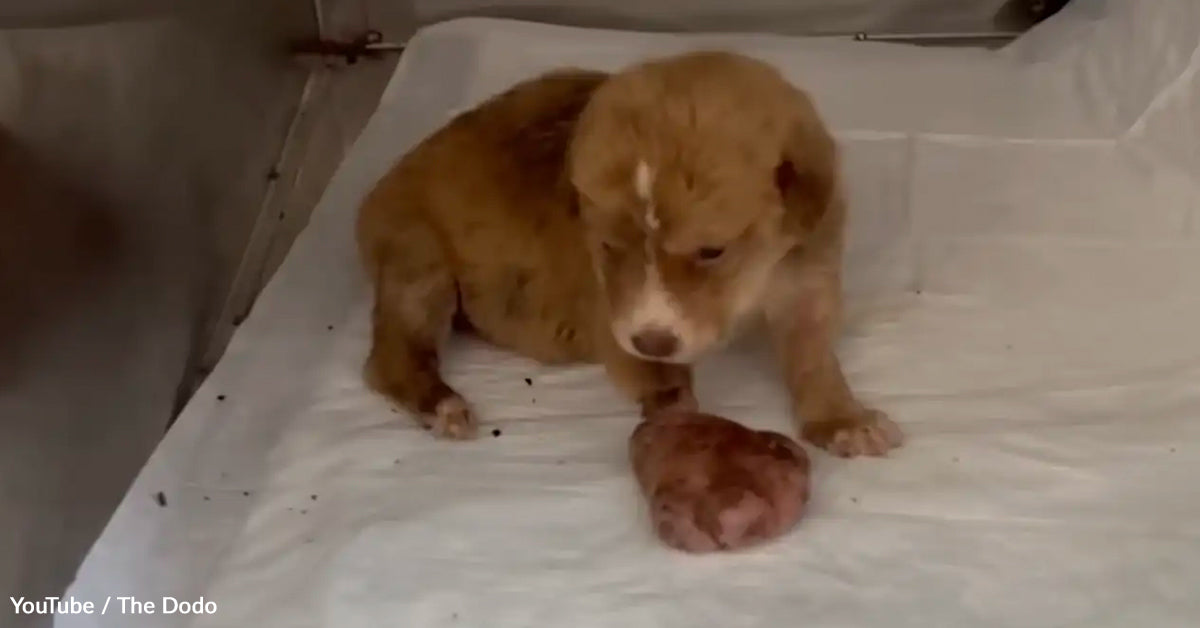 Roadside New child Pet With Huge Paw Fights Her Approach Again to Life