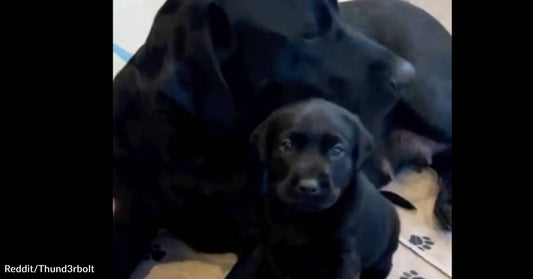 Brave Puppy Protects His Mama with a Menacing Baby Growl