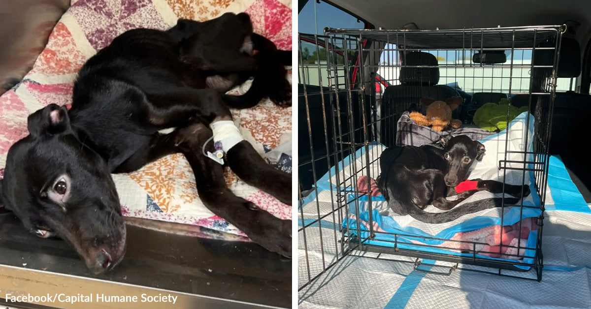 Helpless Puppy Found Unable To Move In Pumpkin Patch | The Animal ...