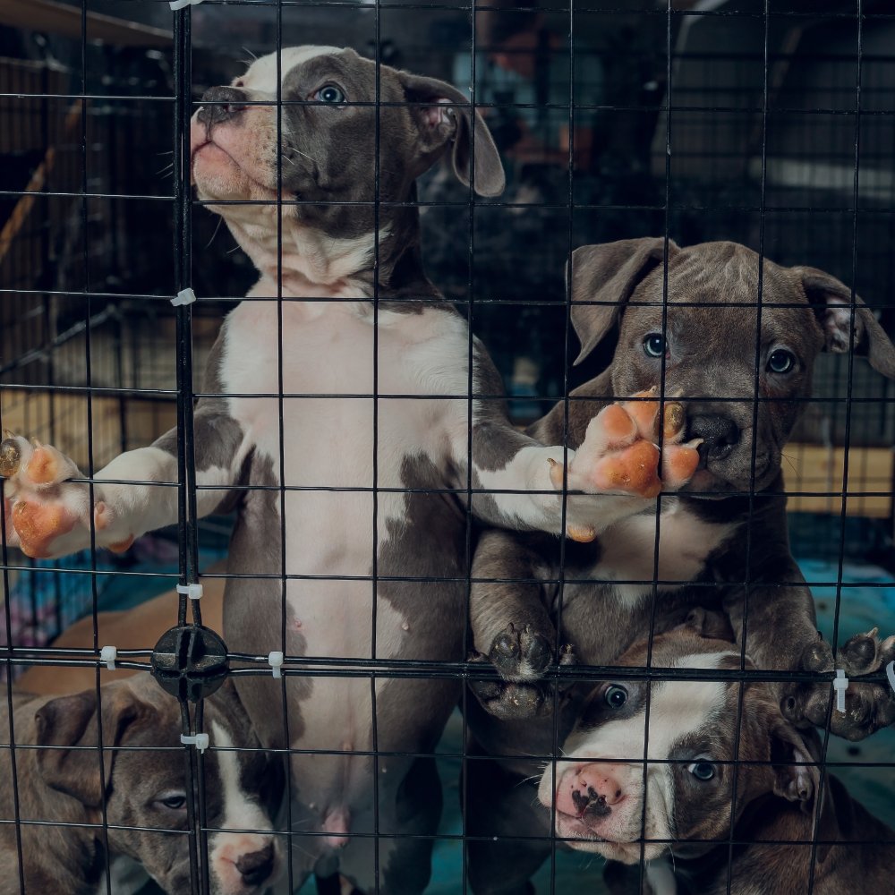 Several pit bull puppies crowd against the wire door of a metal crate, with two standing upright on their hind legs.