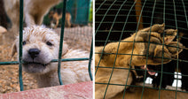 Split image of a puppy behind a fence and a dog’s paw gripping cage wire, highlighting confinement conditions.