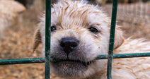 Close-up of a puppy’s face pressed against metal bars, nose and chin resting on the wire inside a kennel.