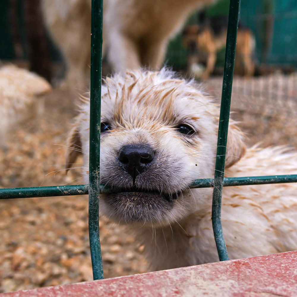 Close-up of a puppy’s face pressed against metal bars, nose and chin resting on the wire inside a kennel.