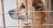 Tell Lawmakers To End Cruelty In Pennsylvania’s Puppy Mills