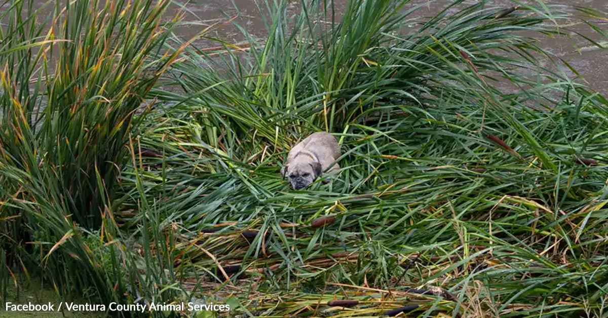 Employees Act Rapidly After Recognizing Tiny Helpless Animal in Flooded Canal Employees Act Rapidly After Recognizing Tiny Helpless Animal in Flooded Canal