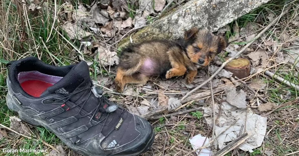Man Finds Pet Hiding Inside A Shoe And Refuses To Stroll Away Man Finds Pet Hiding Inside A Shoe And Refuses To Stroll Away