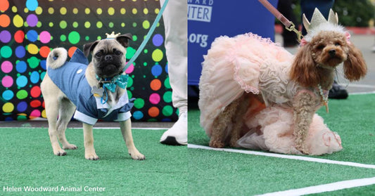 Rescue Dogs Strut Down the Catwalk at Annual Puppy Prom