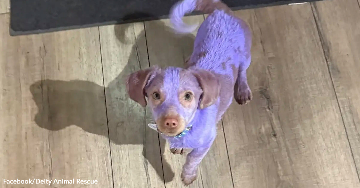 Neon Purple Pet Discovered With Burned Ears Lastly Feels Secure In Rescuer’s Arms Neon Purple Pet Discovered With Burned Ears Lastly Feels Secure In Rescuer’s Arms