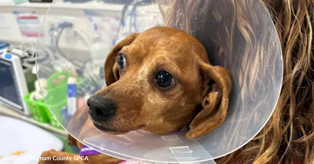 Small brown dog wearing a recovery cone while being held in a veterinary clinic.