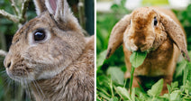 Split image of two rabbits: a close-up brown rabbit with upright ears on the left, and a brown lop-eared rabbit chewing a leaf in green grass on the right.