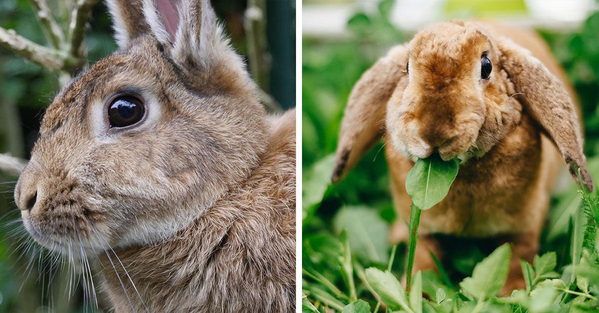 The World's Smallest Rabbit Is Waiting For Protection