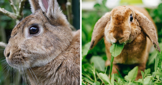 Split image of two rabbits: a close-up brown rabbit with upright ears on the left, and a brown lop-eared rabbit chewing a leaf in green grass on the right.