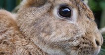 Close-up side profile of a brown rabbit with upright ears and a large dark eye, standing outdoors against a soft green background.
