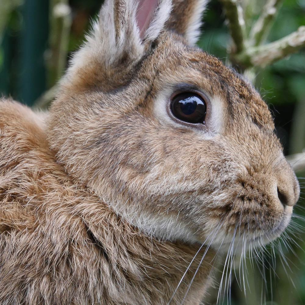 Close-up side profile of a brown rabbit with upright ears and a large dark eye, standing outdoors against a soft green background.
