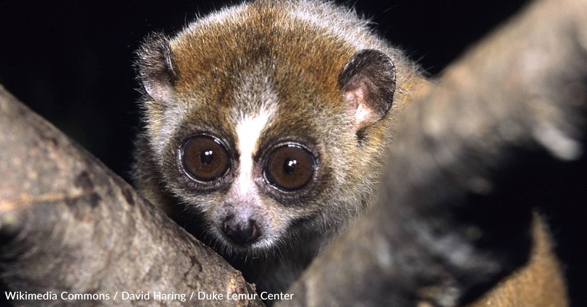 Pymy Loris They Pack a Venomous Bite, and Other Interesting Facts About the Pygmy ...