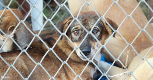 Starving Dogs and Cats Seized in Queens Raid Exposing Deadly Web of Crime