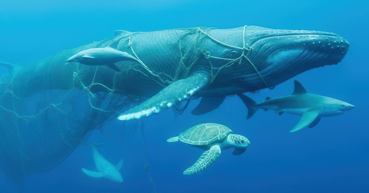 Shark Net Rope Access Shark Nets Rip Safety From The Sea And Leave Humpbacks Gasping For ...