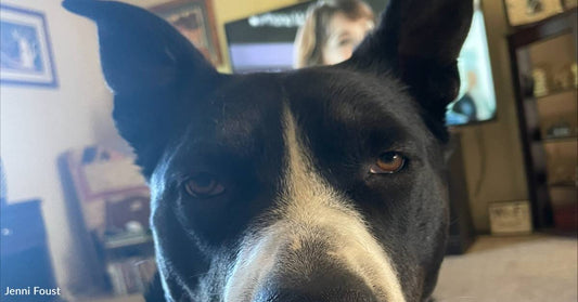 Dog Irritated with Owner Sits in Front of TV, Purposely Blocking View of Football Game