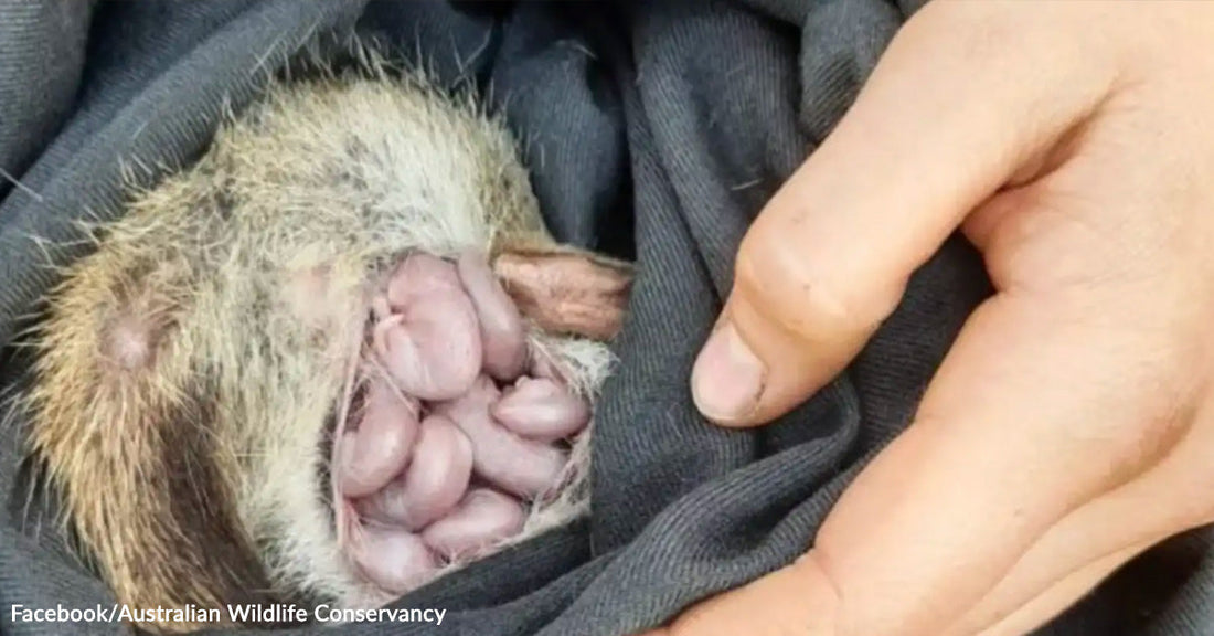 Tiny spotted marsupial curls around several pink newborn babies tucked inside a dark cloth pouch.