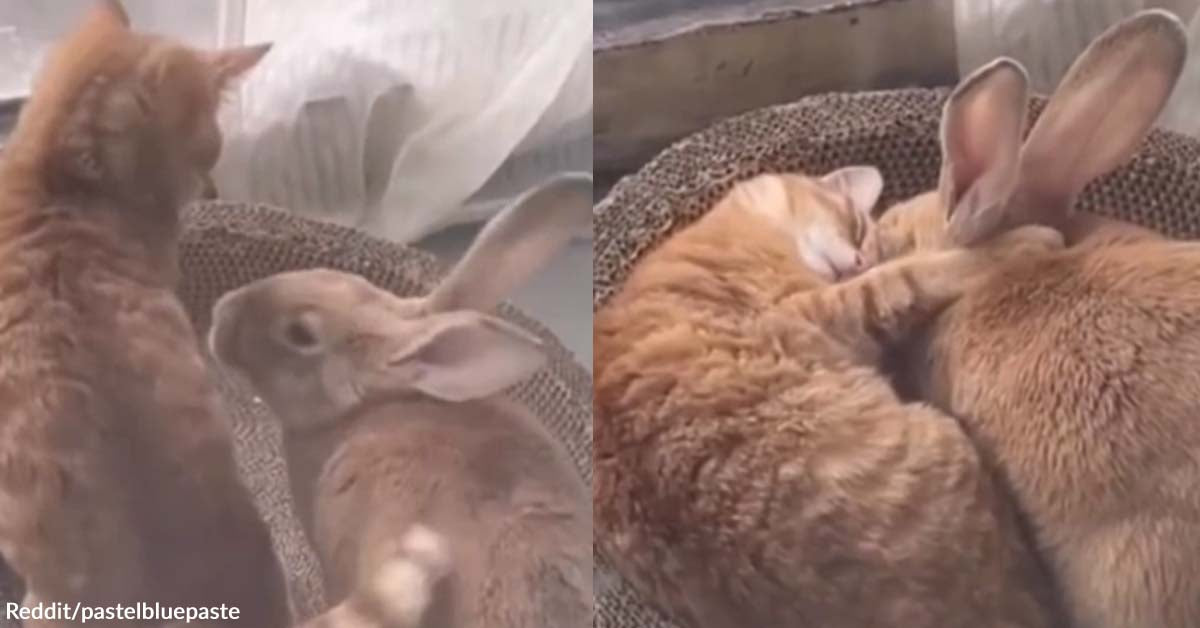 A Cat Enjoys a Rabbit’s Company in a Sweet and Cuddly Video | The ...