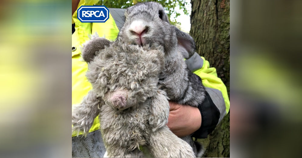 Missing One Rabbit Rabbit Found In A Box On The Side Of The Road Clinging To A Teddy Bear ...