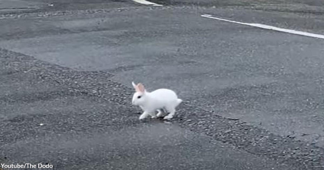 A Man Meets a Roommate, Family, and Best Bud in The Form of a Precious Rabbit