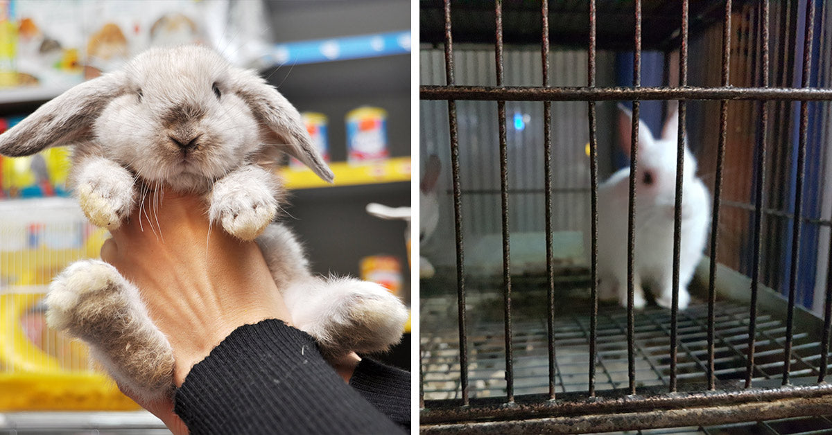Pet Store Rabbit Sales Push Vulnerable Animals Toward Neglect | The ...