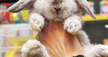 Hand holding a fluffy gray lop-eared rabbit inside a brightly stocked pet store.