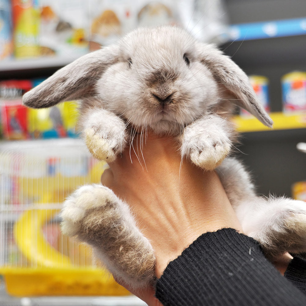 Hand holding a fluffy gray lop-eared rabbit inside a brightly stocked pet store.
