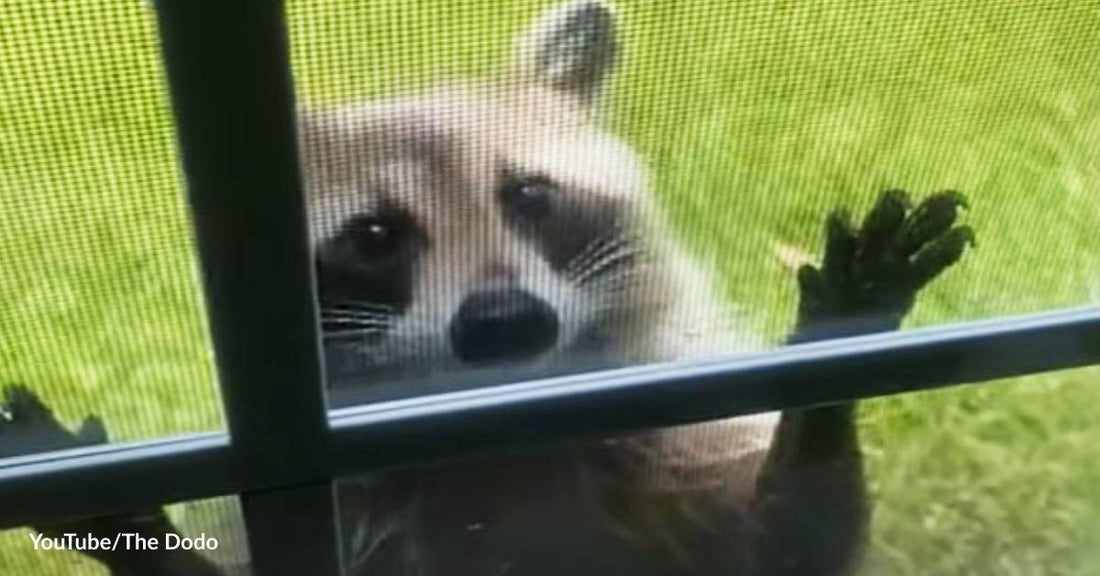 Raccoon Mom Lets Her Litter Meet the Woman Who Has Become Her Best Friend Forever