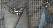 Raccoon peeking out from inside a hammock made of old blue jeans hanging against a wire enclosure wall.