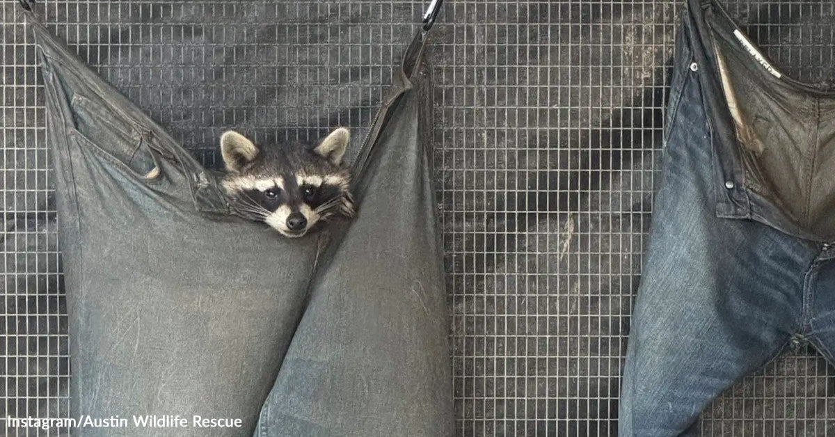 Rescued Raccoons Snuggle Into Outdated Denims Turned Hammocks Rescued Raccoons Snuggle Into Outdated Denims Turned Hammocks