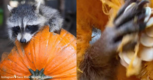 Wildlife Rescue Puts Camera Inside Pumpkin, Gets Silly Footage of Raccoons Enjoying It