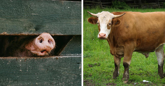 Ractopamine Is Banned Worldwide But Still Poisons America’s Food Supply