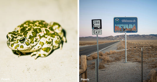 Rare Desert Toad Fights for Survival Against Encroaching Lithium Mining Development