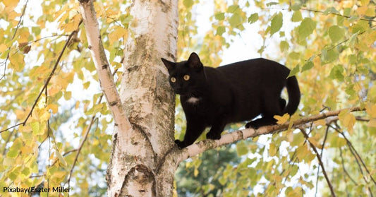 Woman Spends Night Out in the Rain Searching for Kitten After Hearing Meows Outside