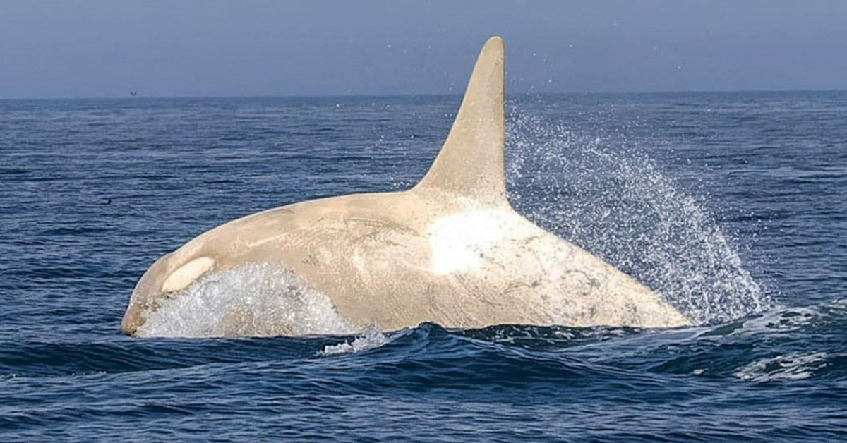 Uncommon White Orcas with Leucism Captured by Wildlife Photographer in Japan Uncommon White Orcas with Leucism Captured by Wildlife Photographer in Japan